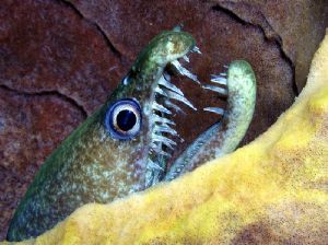 Vampire Moray on Dominica, Tetra Housing Olympus 3040 and... by Chris Huck 